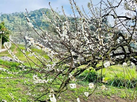 Contemplan belleza pura de flores de ciruelo en la meseta de Bac Ha (Foto: VNA)