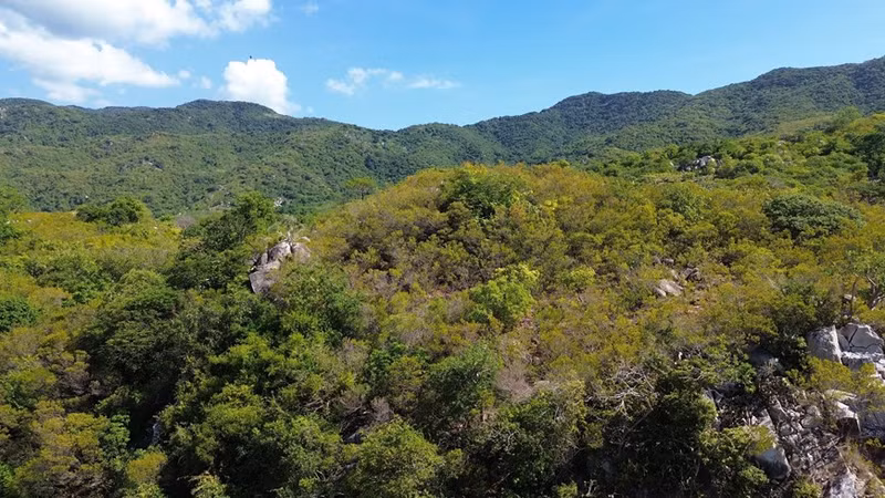 Ecosistema forestal en la Reserva de la Biosfera Nui Chua. (Foto: VNA)