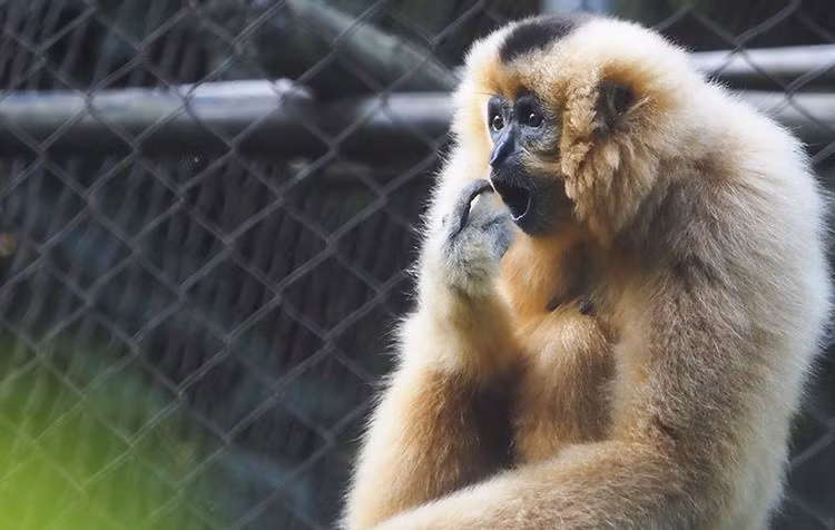 El gibón de mejillas beige es una especie originaria de los países indochinos, incluidos Laos, Vietnam y Camboya, con una hermosa apariencia, capacidad de moverse largas distancias y una voz cautivadora. (Fuente:VNA)