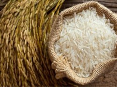 Exportaciones del arroz vietnamita a lo largo de los años