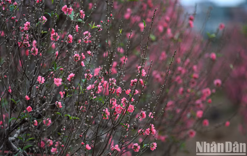 Flores y plantas típicas del Tet (Año Nuevo Lunar)