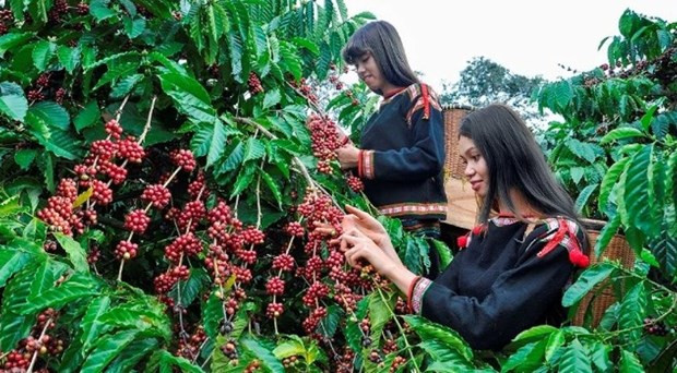 Vietnam busca garantizar producción de café sin provocar deforestación