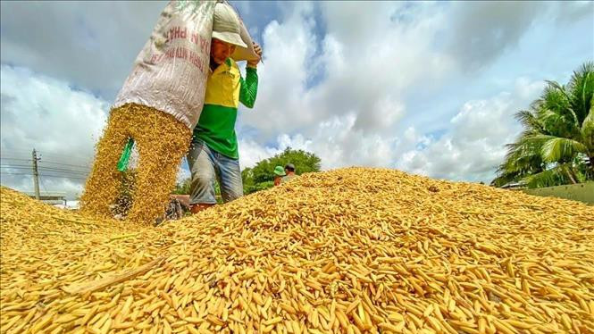Fiebre mundial de precios de arroz 