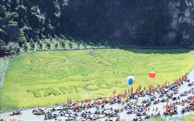 La pintura "Ly Ngu Vong Nguyet" (Carpas mirando a la luna) en un campo de arroz de nueve mil 500 metros cuadrados (Foto: VNA)