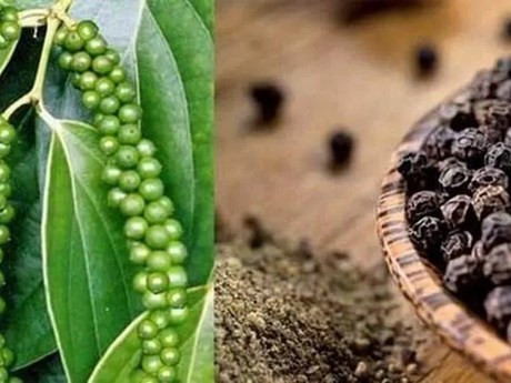 Premier aborda asistencia a exportadores de pimienta a Emiratos Árabes Unidos