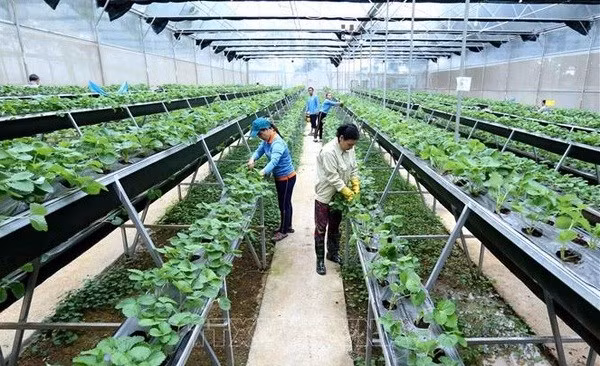 Foto de ilustración (Fuente: VNA)