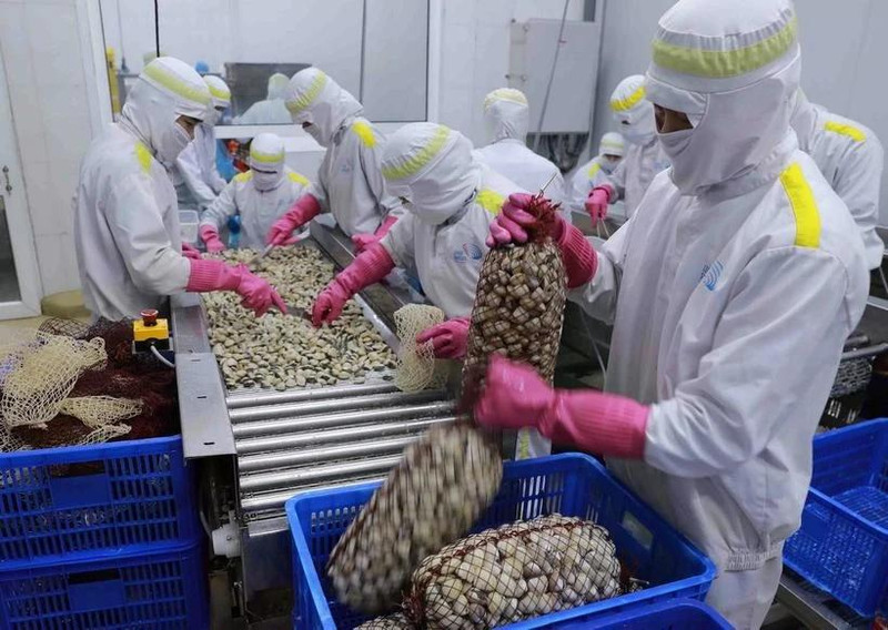 Exportaciones de moluscos de Vietnam a China experimentan crecimiento exponencial en primer trimestre de 2025