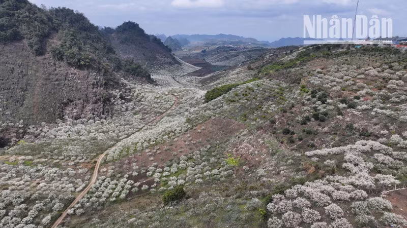 Las flores del ciruelo tiñen de blanco las montañas de las comunas de Chieng Den y Chieng Co.