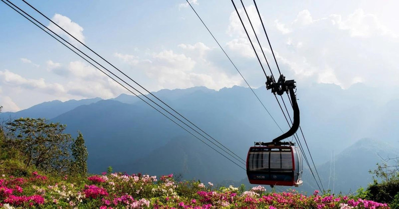 Fansipan, fascinante destino para observar las azaleas desde el punto más alto de Vietnam.