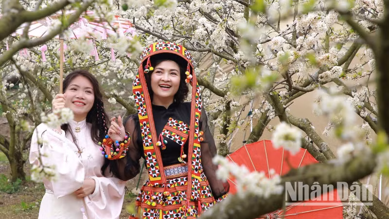 La pureza de las flores de ciruelo fascina a los turistas.