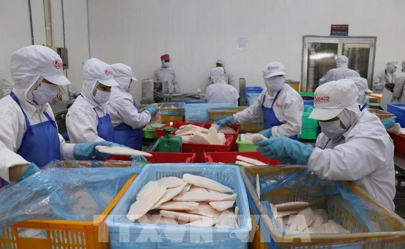 En la fábrica de procesamiento de pescado de la empresa GODACO. Foto: VNA 