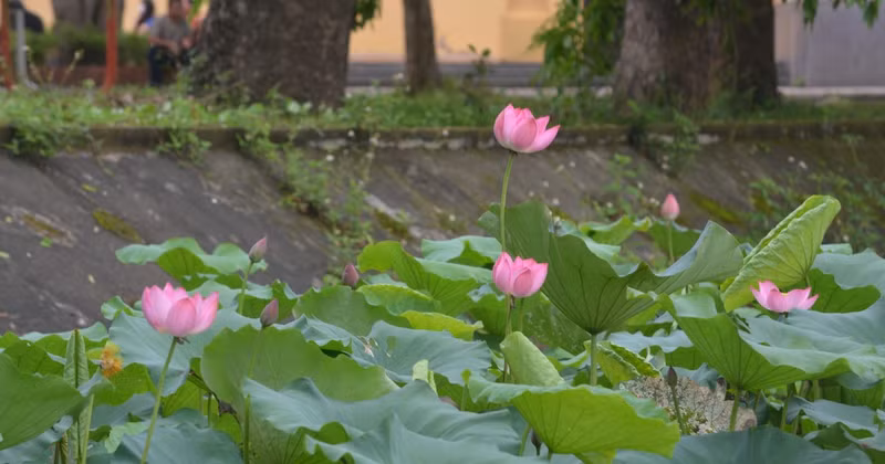 Flores de loto en la tierra natal del Presidente Ho Chi Minh
