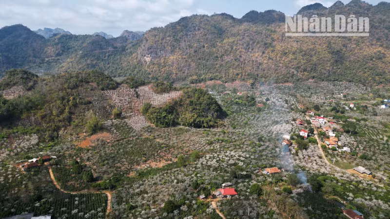 Una escena tranquila en la que el humo de la tarde flotaba sobre la blancura de las flores de ciruelo en un valle de Son La.