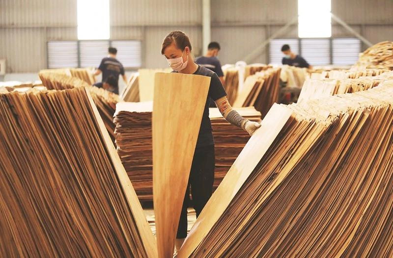 La mayoría de los materiales de madera que se utilizan hoy en día para la producción de muebles en Vietnam provienen de fuentes legales. (Fuente: vneconomy.vn) 