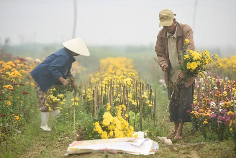 La aldea de Phu Mau cuenta con más de veinte huertos donde se cultivan flores con tecnología punta.