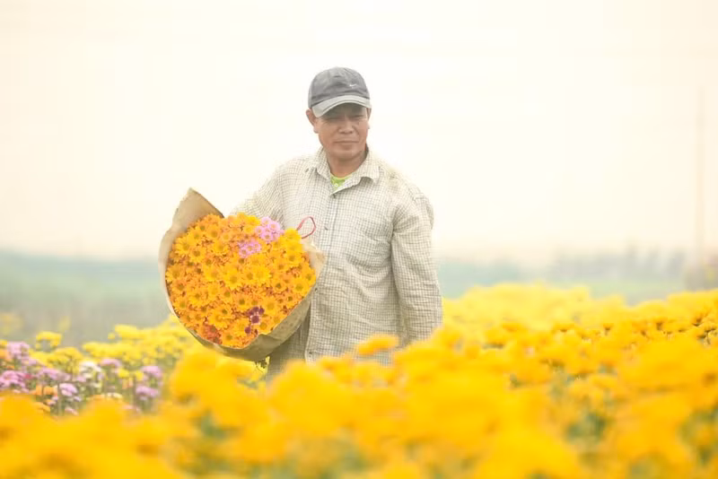 Un cultivador de Phu Mau revela que el precio de las flores es más alto que el año pasado debido al cambio climático.