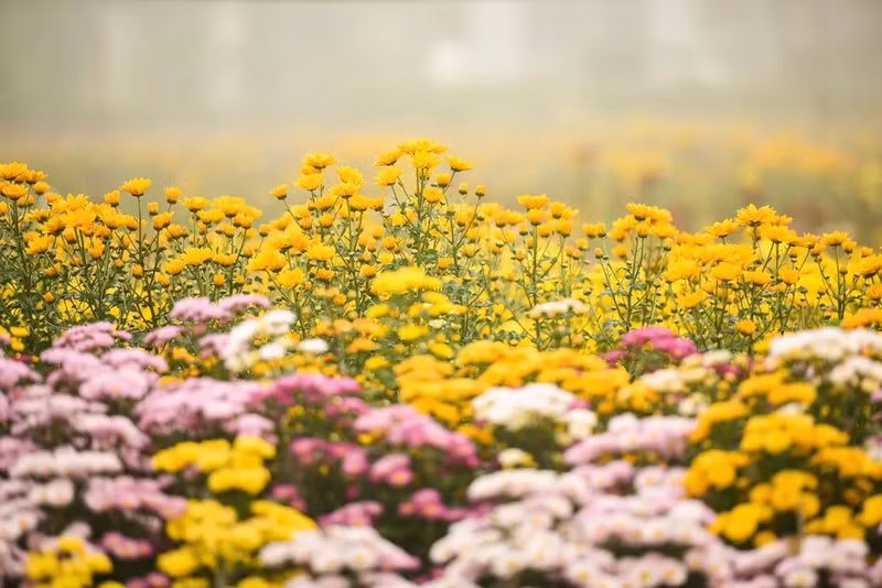 En la aldea de Phu Mau se pueden encontrar diversas especies de flores. Su belleza en plena floración crea una escena poética.