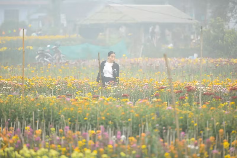 Además de las flores tradicionales en ocasión del Tet, los agricultores cultivan nuevas especies de alta clase para aumentar sus ingresos.