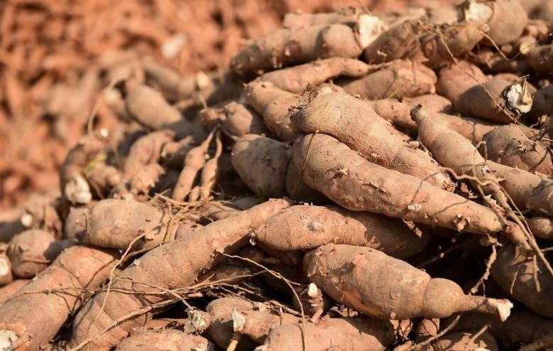 Tailandia es el principal exportador mundial de productos de yuca. (Fotografía: Correo de Bangkok)