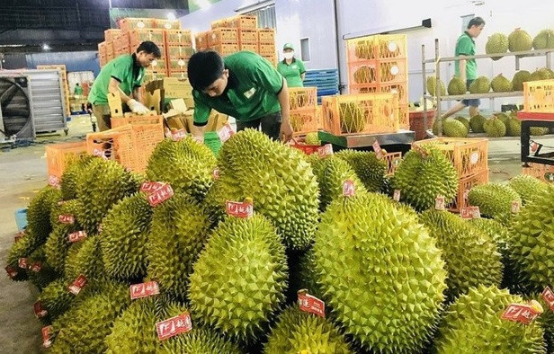 Exportación de durián a China. (Fotografía: VNA)