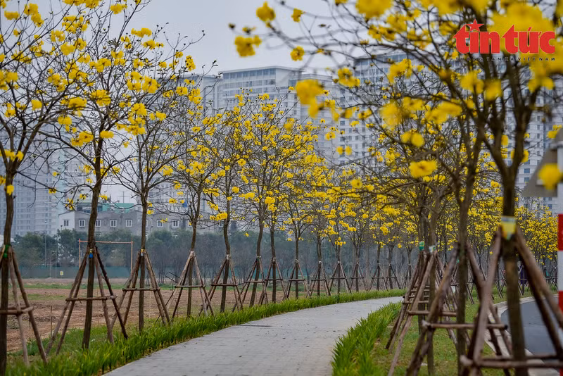 Las flores tienen forma de campana y crecen en ramos.