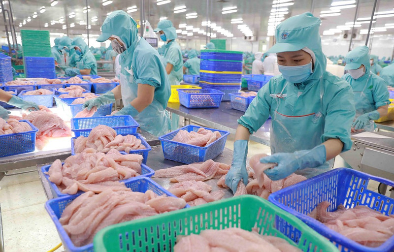 Procesamiento de filetes de pangasius para exportación. (Fotografía: VNA)