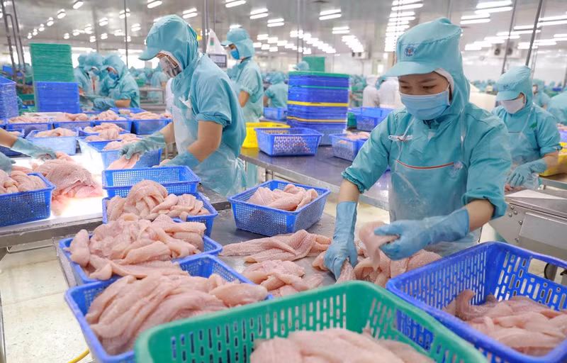 Procesamiento de filetes de pangasius para exportación. (Fotografía: VNA)