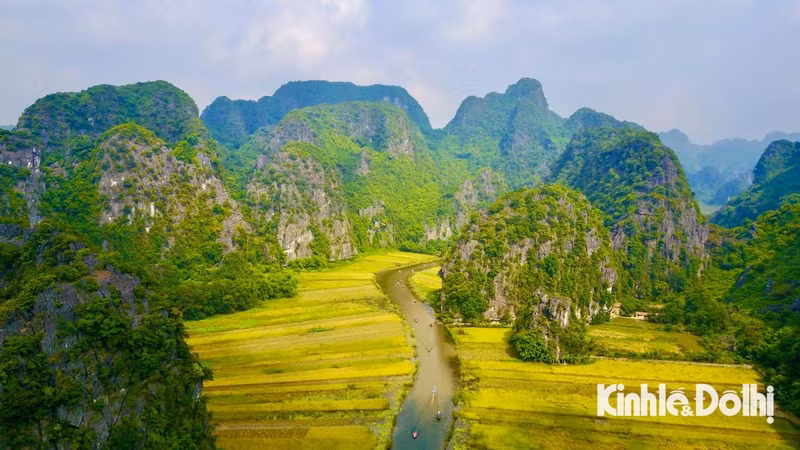 Tras los días de lluvia, comienza la temporada del arroz dorado en Ninh Binh.