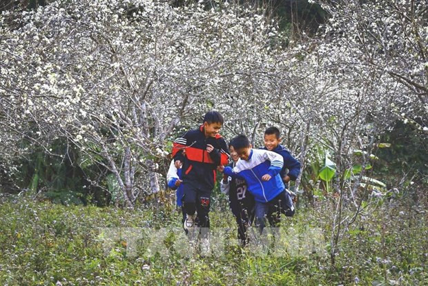 En el valle de Phieng Ban, en la comuna de Na Tau, de la provincia de Dien Bien. (Fotografía: VNA)