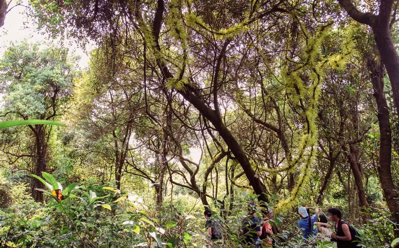 Los bosques primitivos en Co To son ideales para el turismo de descubrimiento.