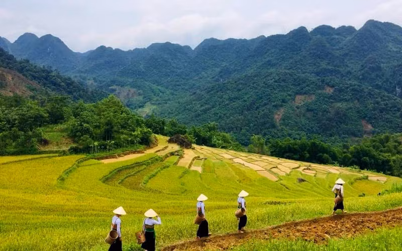La reserva natural de Pu Luong es el hogar de los grupos étnicos Thai y Muong. La reserva natural de Pu Luong es el hogar de los grupos étnicos Thai y Muong.