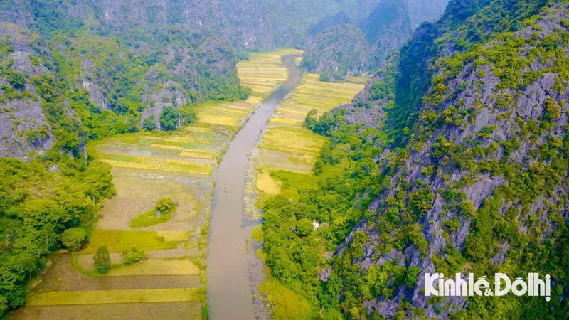 Los arrozales como una larga tira de seda dorada.