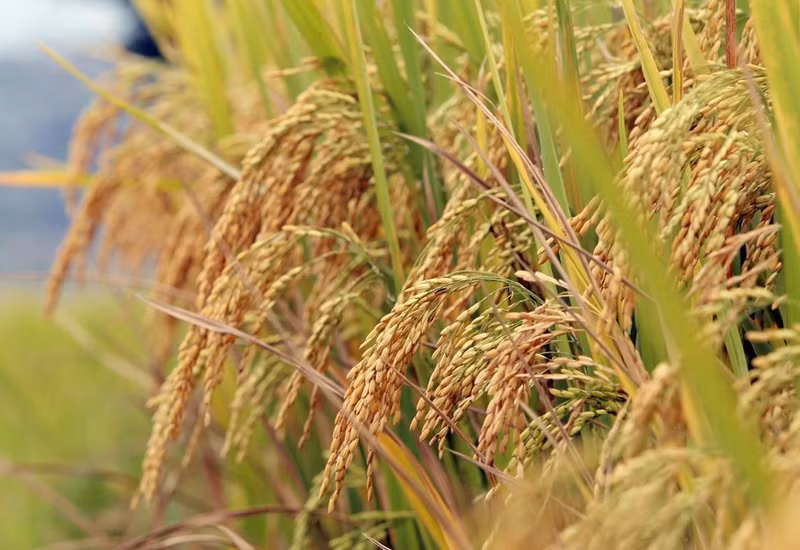 Las doradas flores del arroz indican una cosecha abundante.