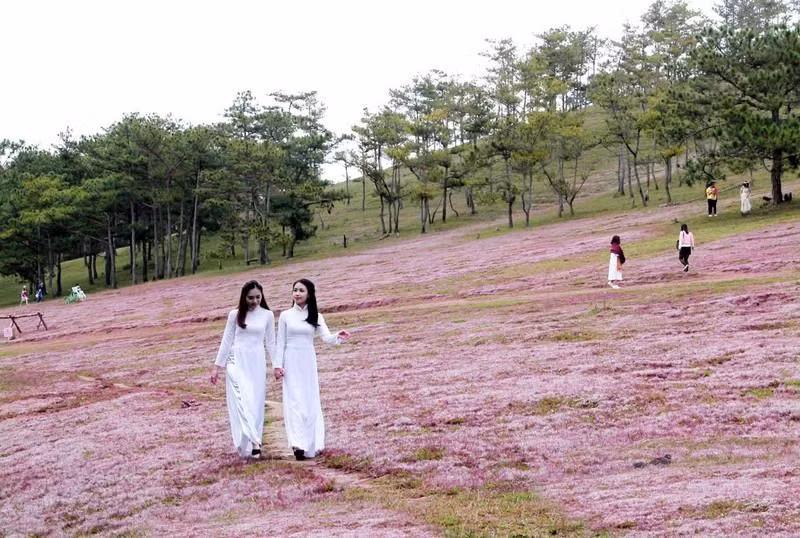 Efectuarán en Lam Dong Festival de hierbas rosadas de Lang Biang.