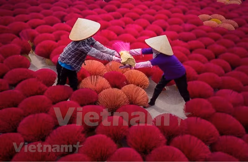 Según los ancianos locales, el oficio de elaborar inciensos se practicó en Quang Phu Cau hace unos 100 años, primeramente en la aldea de Phu Luong Thuong, antes de expandirse a las restantes de la comuna, incluidas Xa Cau, Quang Nguyem, Phu Luong Ha, Cau Bau y Dao Tu. El trabajo de elaborar inciensos puede generar buenos ingresos, pero no demasiado. Los residentes locales están muy interesados en esta ocupación porque pueden aprovechar cualquier tiempo para trabajar. Los productos de incienso producidos por los pobladores de Quang Phu Cau se clasifican en dos categorías: varillas de incienso para la exportación y las para el mercado nacional. Según los ancianos locales, el oficio de elaborar inciensos se practicó en Quang Phu Cau hace unos 100 años, primeramente en la aldea de Phu Luong Thuong, antes de expandirse a las restantes de la comuna, incluidas Xa Cau, Quang Nguyem, Phu Luong Ha, Cau Bau y Dao Tu. El trabajo de elaborar inciensos puede generar buenos ingresos, pero no demasiado. Los residentes locales están muy interesados en esta ocupación porque pueden aprovechar cualquier tiempo para trabajar. Los productos de incienso producidos por los pobladores de Quang Phu Cau se clasifican en dos categorías: varillas de incienso para la exportación y las para el mercado nacional.