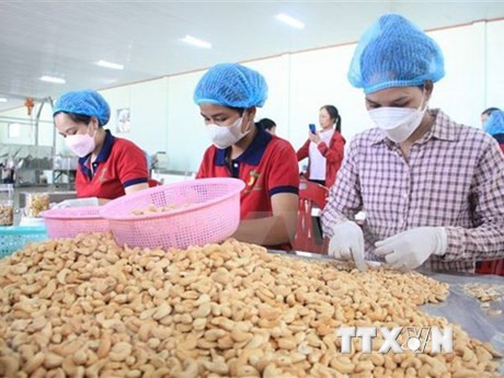 Procesamiento de anacardo para la exportación. (Fotografaía: VNA)