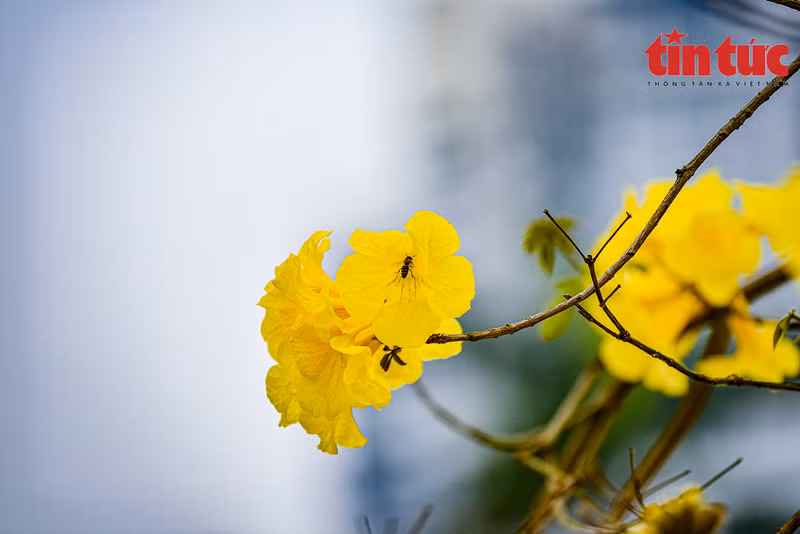 Las flores tienen forma de campana y crecen en ramos.