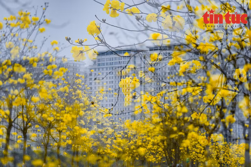 Miles de flores de guayacán dan la bienvenida a la primavera.