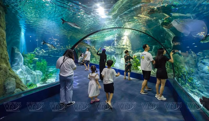 En el Acuario Lotte World Hanoi, los visitantes no sólo pueden admirar la misteriosa belleza de miles de criaturas marinas sino también sentir la vida mágica bajo el océano. En el Acuario Lotte World Hanoi, los visitantes no sólo pueden admirar la misteriosa belleza de miles de criaturas marinas sino también sentir la vida mágica bajo el océano.