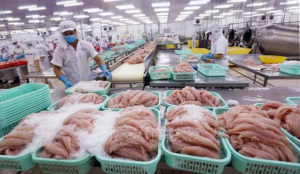 Procesamiento de pescado Tra (pangasius) para exportación. (Fotografía: VNA)