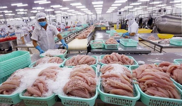 Procesamiento de pescado Tra (pangasius) para exportación. (Fotografía: VNA)