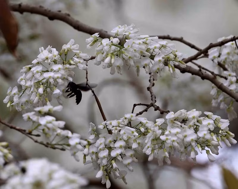 Sua es una planta leñosa con pequeñas flores blancas que florecen en racimos y son muy fragantes.