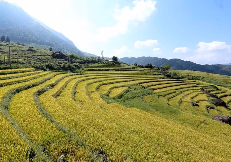 Los campos de arroz dorados serpentean alrededor de las laderas.