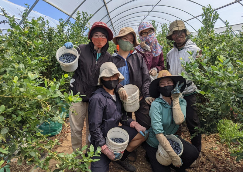 Trabajadores vietnamitas en Australia (Fotografía: laodong.vn)