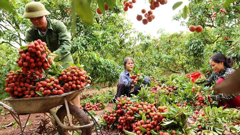 Cosecha de lichis en la provincia de Bac Giang. (Fotografía: VNA)