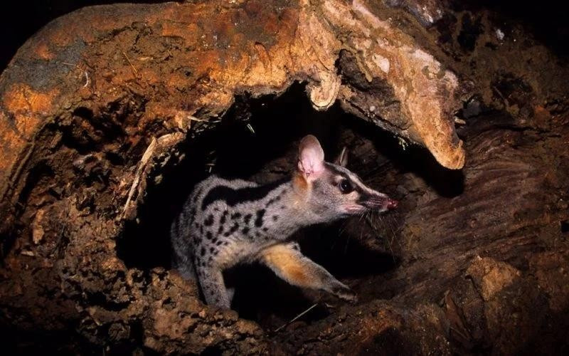 Foto de ilustración. (Fotografía: Save Vietnam's Wildlife)