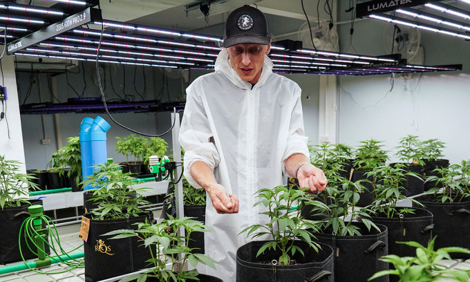 Un jardín de cannabis en Bangkok, Tailandia, en septiembre de 2023. (Fotografía: AFP)