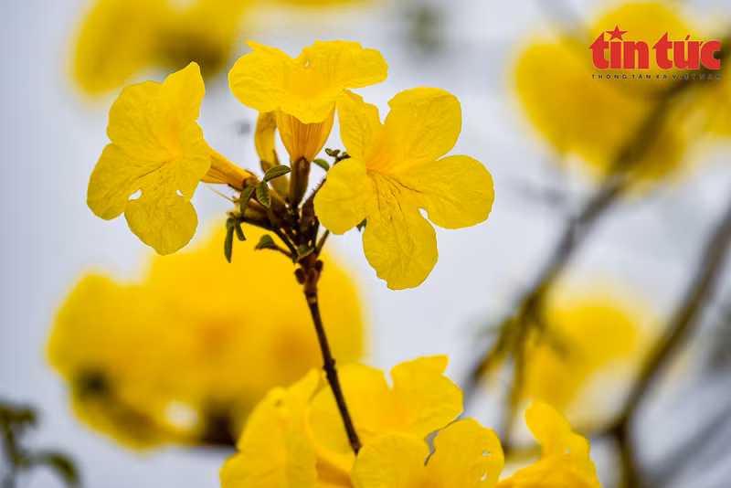 La calle floral llama la atención de una gran cantidad de capitalinos.