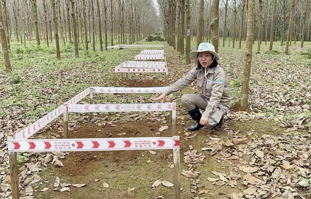 Nguyen Thi Dieu Linh supervisa las actividades de remoción de bombas y minas en un campo en la aldea de Hai An, comuna de Hai Thai, distrito de Gio Linh. (Fotografía: VNA)