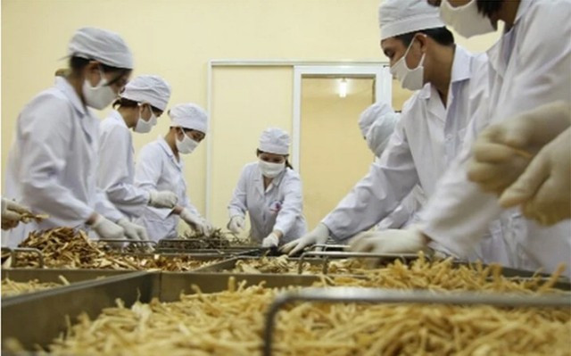 Premier ordena revisar regulaciones que obstaculizan exportaciones de plantas medicinales. (Fotografía: baochinhphu.vn)